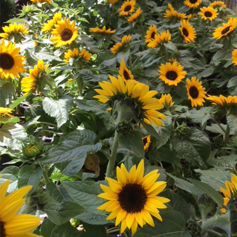 HOME - Taddeo's Greenhouses